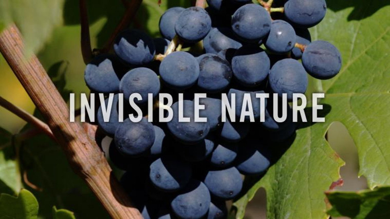 Invisible Nature backdrop