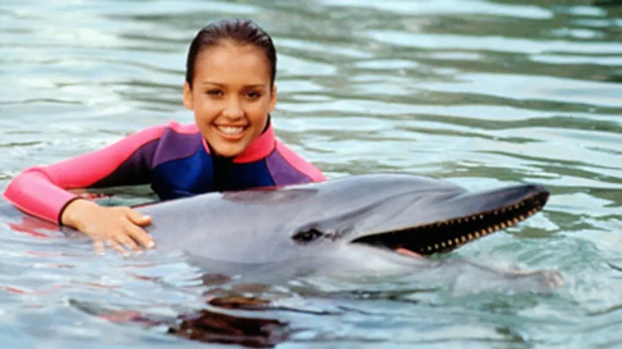 Flipper backdrop