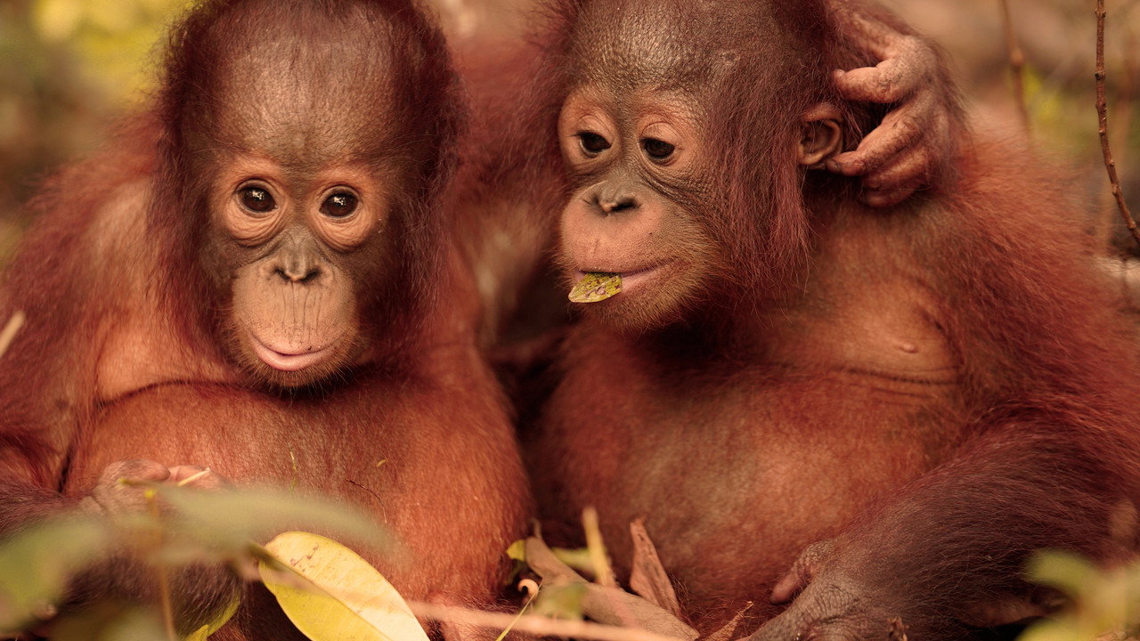 Orangutan Jungle School backdrop