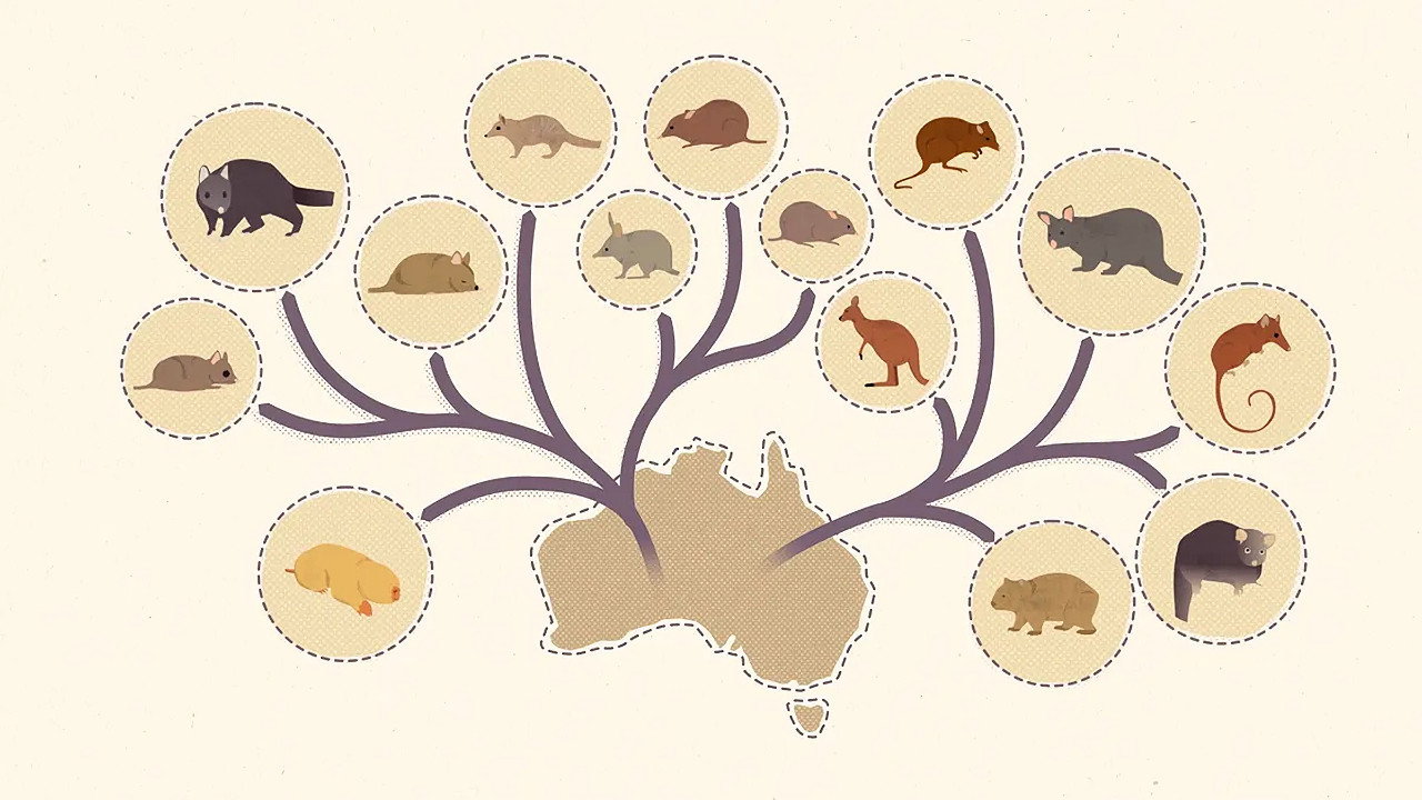 The Wonder of Marsupials backdrop