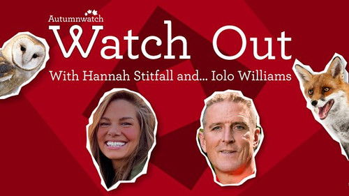 Background image for Watch Out with Hannah Stitfall and Iolo Williams