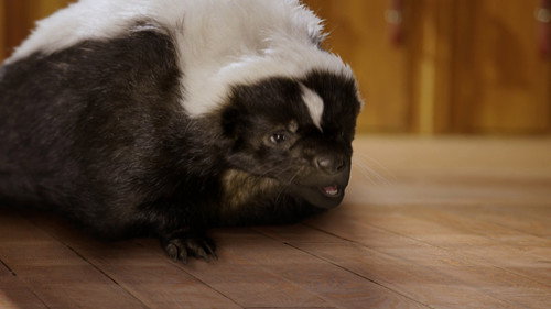 Pup Academy Season 1 Episode 16 - Skunked!