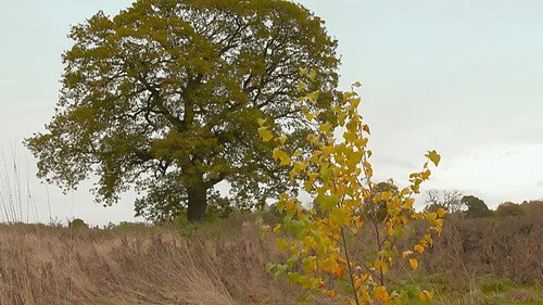 Plant Britain Finale still