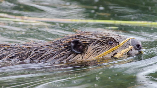 Natural World Season 34 Episode 8 - Beavers Behaving Badly
