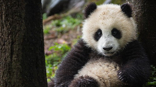 Nature Season 38 Episode 8 - Bears