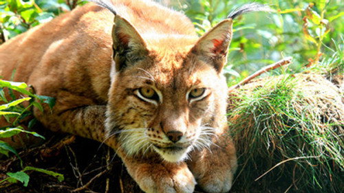 Natural World Season 28 Episode 15 - Iron Curtain: Ribbon of Life