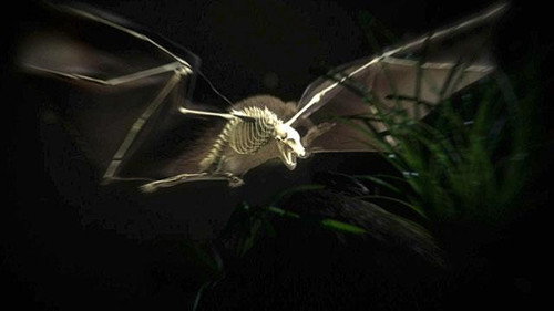 Nature Season 28 Episode 10 - Moment of Impact: Jungle