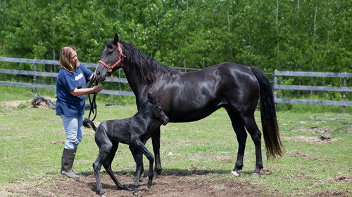 The Incredible Dr. Pol Season 4 Episode 6 - Wonder Horse