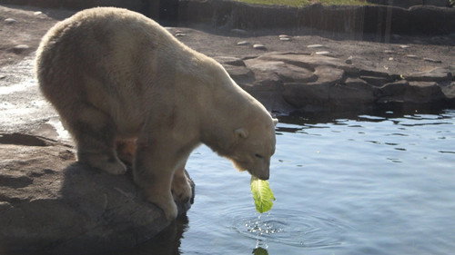 Secrets of the Zoo Season 4 Episode 6 - Polar Delivery