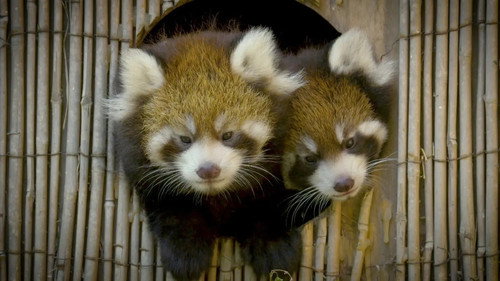 Secrets of the Zoo Season 5 Episode 5 - Red Panda Drama Mama