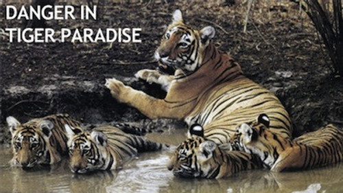 Natural World Season 21 Episode 2 - Danger in Tiger Paradise