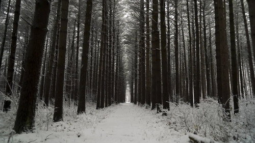 Paranormal Caught on Camera Season 2 Episode 13 - A Sasquatch Spotted in Siberia and More