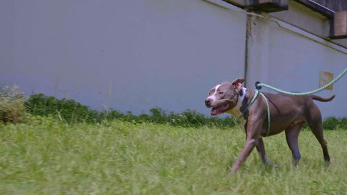 Pit Bulls and Parolees Season 14 Episode 7 - Unexpected Development