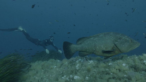 Sur le front Season 1 Episode 1 - Oceans