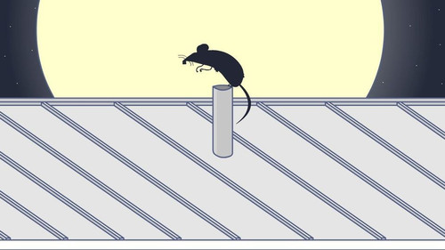 Rooster Teeth Animated Adventures Season 3 Episode 10 - Gus' Rooftop Rat