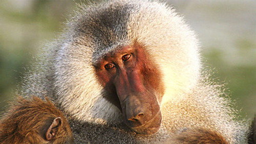 Natural World Season 32 Episode 1 - Living with Baboons