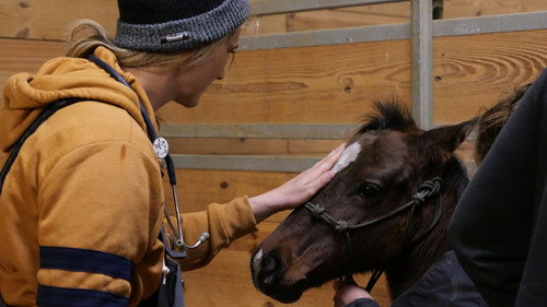 Heartland Docs, DVM Season 2 Episode 4 - When Guinea Pigs Fly