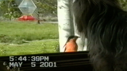 Funniest Pets & People Season 4 Episode 3 - Normal is Boring