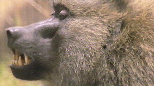 Nature Season 18 Episode 8 - Inside the Animal Mind Part Two: Do Animals Have Emotions?