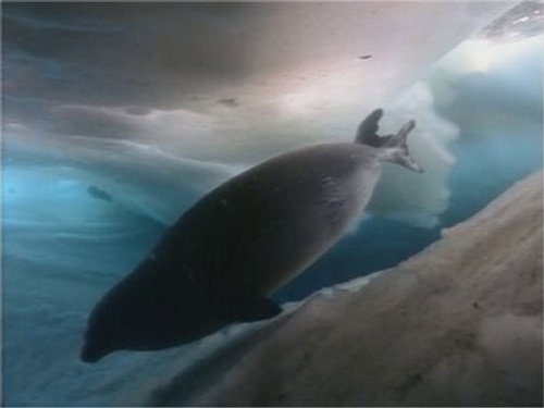 Life in the Freezer Season 1 Episode 5 - The Big Freeze