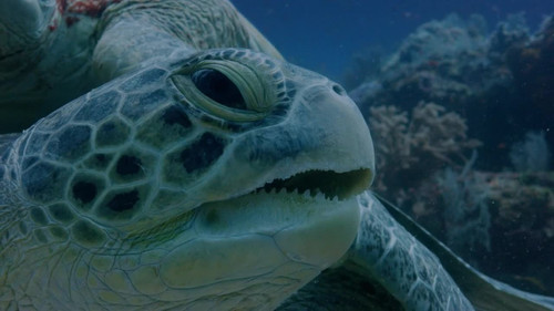 Hostile Planet Season 1 Episode 2 - Oceans