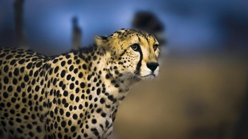Earth at Night in Colour Season 1 Episode 6 - Cheetah Plains
