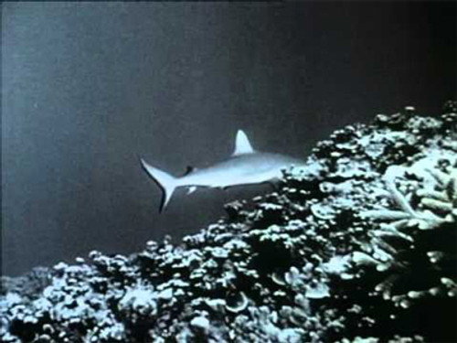 Flipper Season 2 Episode 10 - Dolphin Patrol