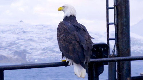 Deadliest Catch Season 18 Episode 14 - Where Eagles Dare