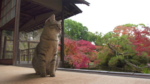 A Cat's-Eye View of Japan Season 1 Episode 1 - Autumn Colors in Kyoto