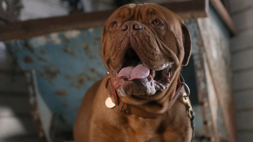 Turner & Hooch Season 1 Episode 12 - Bite Club