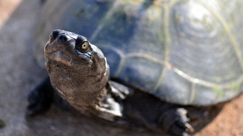 Nature Season 21 Episode 9 - The Reptiles: Turtles and Tortoises