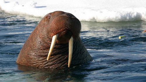 Nature Season 16 Episode 1 - Toothwalkers: Giants of the Arctic Ice