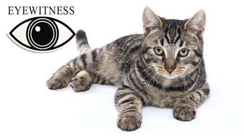 Eyewitness Season 1 Episode 3 - Cat