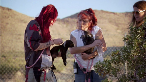Pit Bulls and Parolees Season 3 Episode 9 - Cut Loose