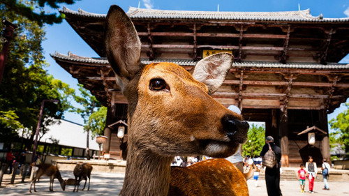Japan: Earth's Enchanted Islands Season 1 Episode 1 - Honshu