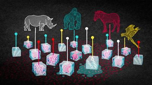 Could We Bring Back the Wooly Mammoth? still