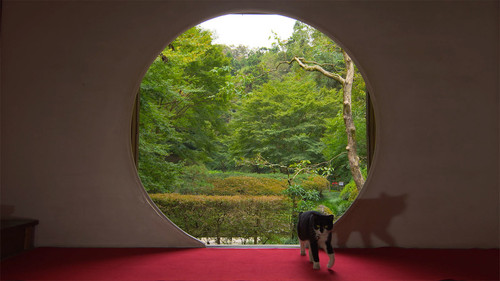 A Cat's-Eye View of Japan Season 1 Episode 8 - Kamakura: An Ancient Seaside City