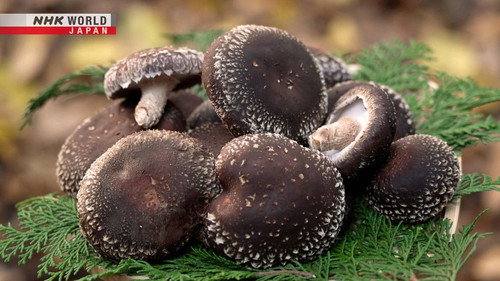 Trails to Oishii Tokyo Season 5 Episode 1 - SHIITAKE