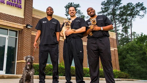 The Vet Life Season 4 Episode 1 - The Pig Whisperers