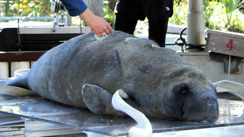 Secrets of the Zoo: Tampa Season 3 Episode 7 - Manatee Rescue Squad