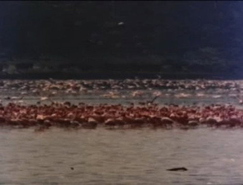 Jason King Season 1 Episode 11 - Flamingoes Only Fly on Tuesdays