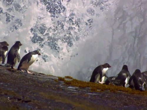 Great Migrations Season 1 Episode 3 - Science of Great Migrations