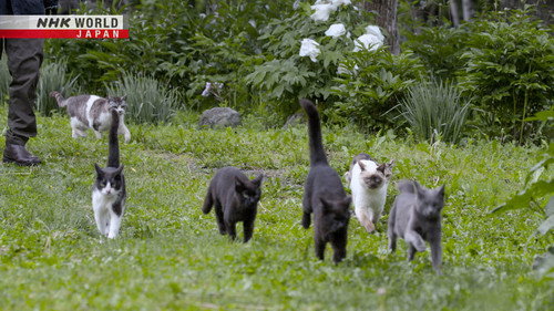 A Cat's-Eye View of Japan Season 2 Episode 5 - Hokkaido: Spring in Furano