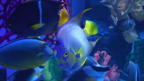 Tanked Season 3 Episode 16 - Brace Yourself for Employee of the Month
