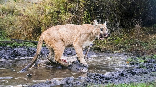 Nature Season 44 Episode 2 - Willow: Diary of a Mountain Lion