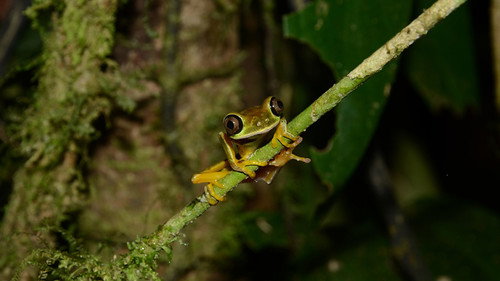 Nature Season 32 Episode 19 - Fabulous Frogs