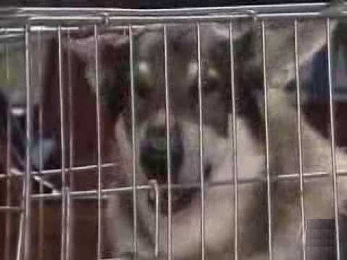 The Littlest Hobo Season 4 Episode 10 - Rabies