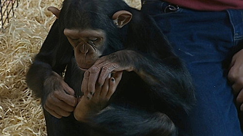 Monkey Business Season 6 Episode 6 - Episode 6