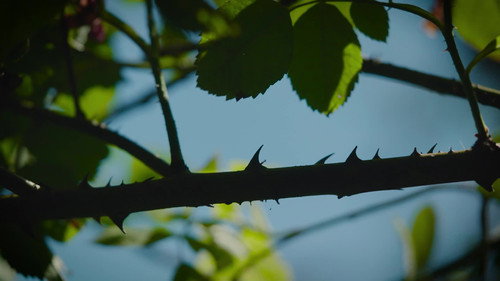 Natur im Garten Season 28 Episode 8 - Episode 8