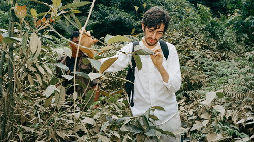 Hamilton's Pharmacopeia Season 2 Episode 3 - Kratom: The Forbidden Leaf